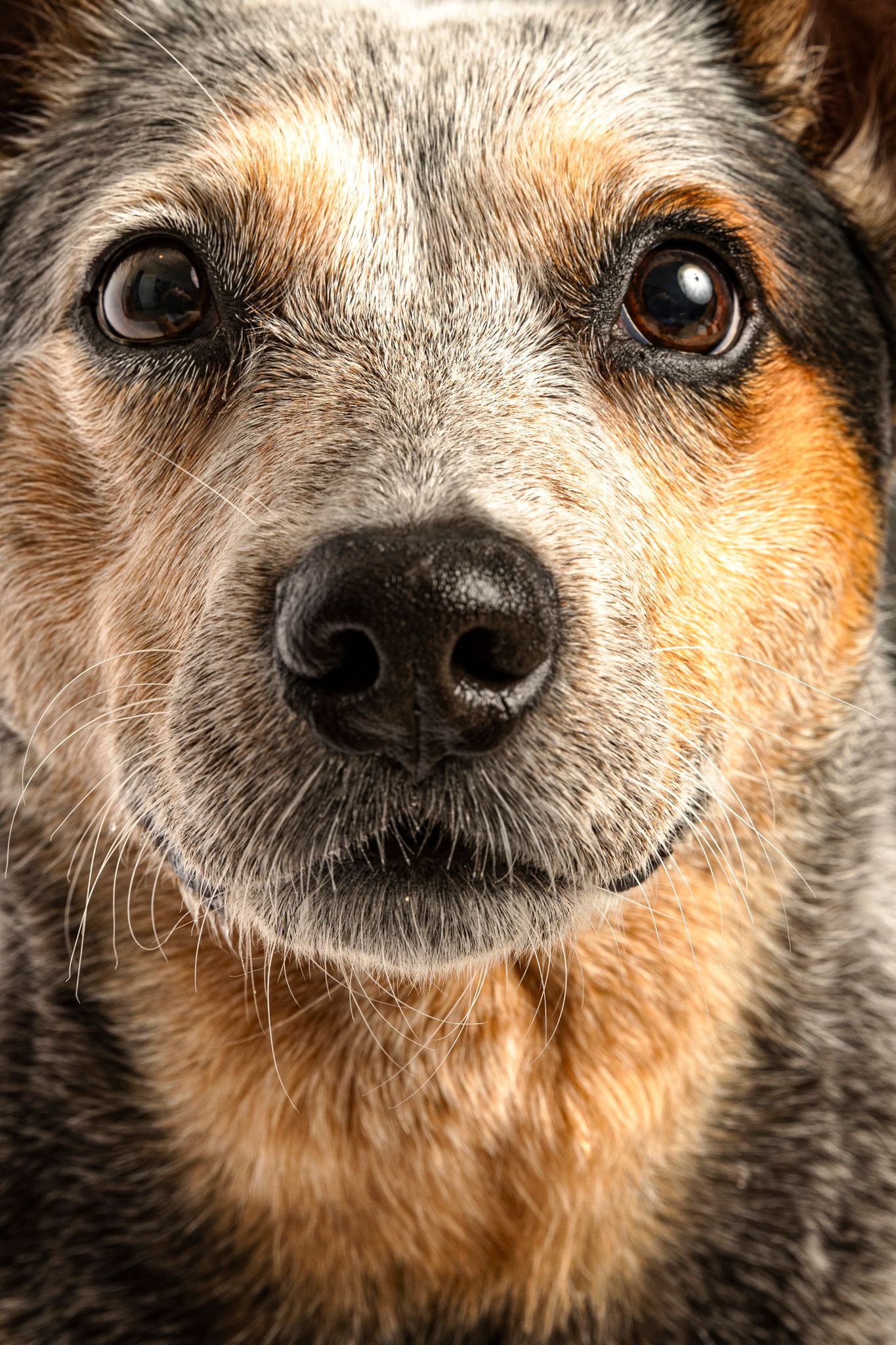 Close-up portrait of an Australian Cattle Dog with brown eyes and a black nose looking directly at the camera.