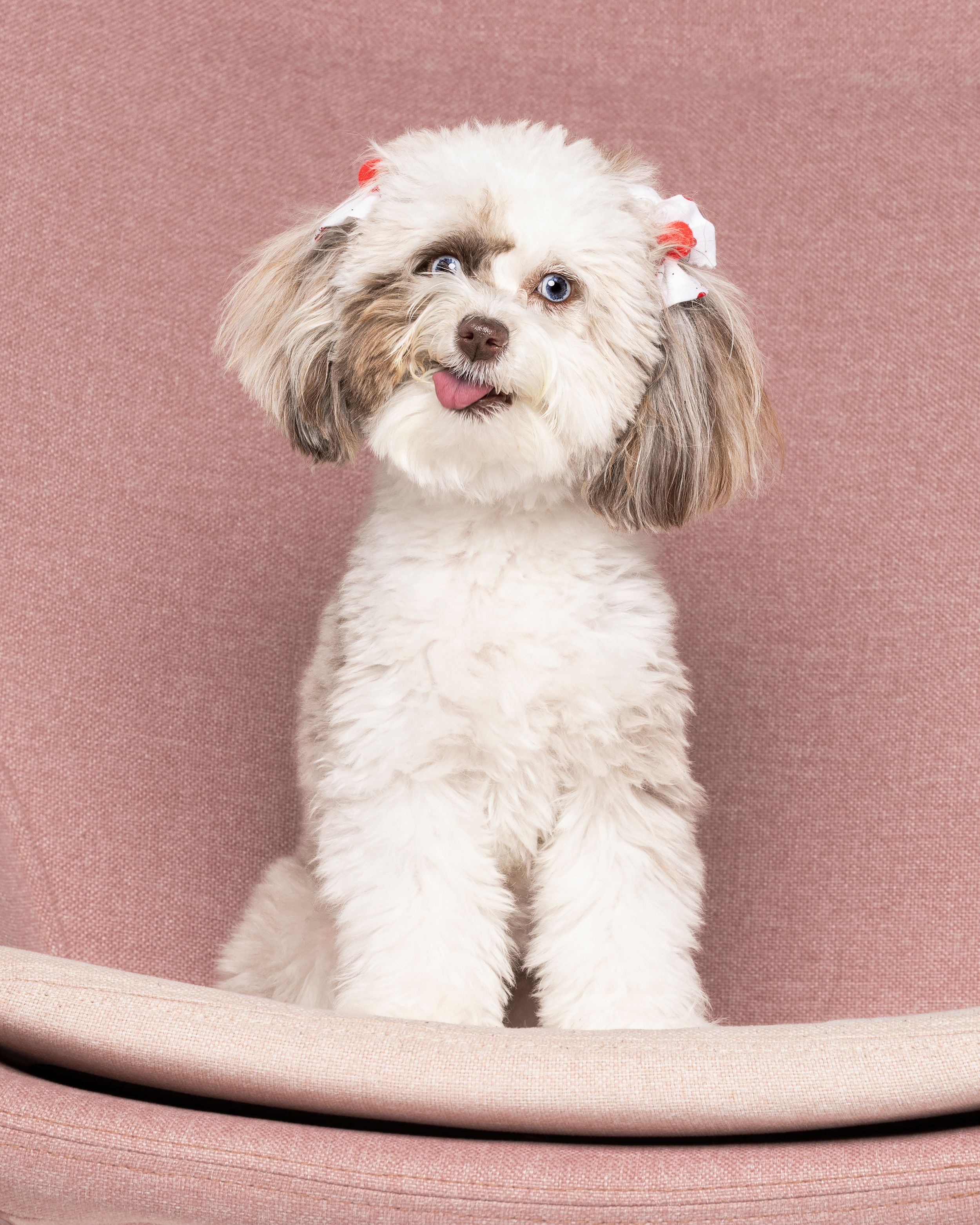 Fluffy white Aussie-Doodle dog with pink hair bows sitting on a mauve chair, tongue out, looking adorable.