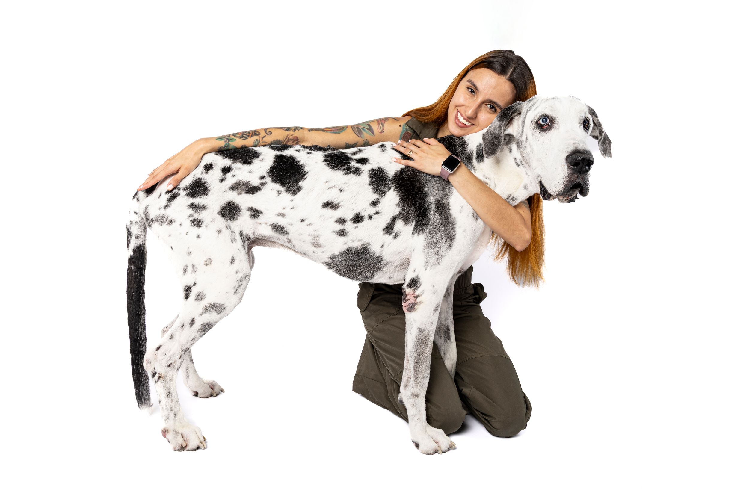 Woman smiling and hugging a large Harlequin Great Dane dog against a white background.