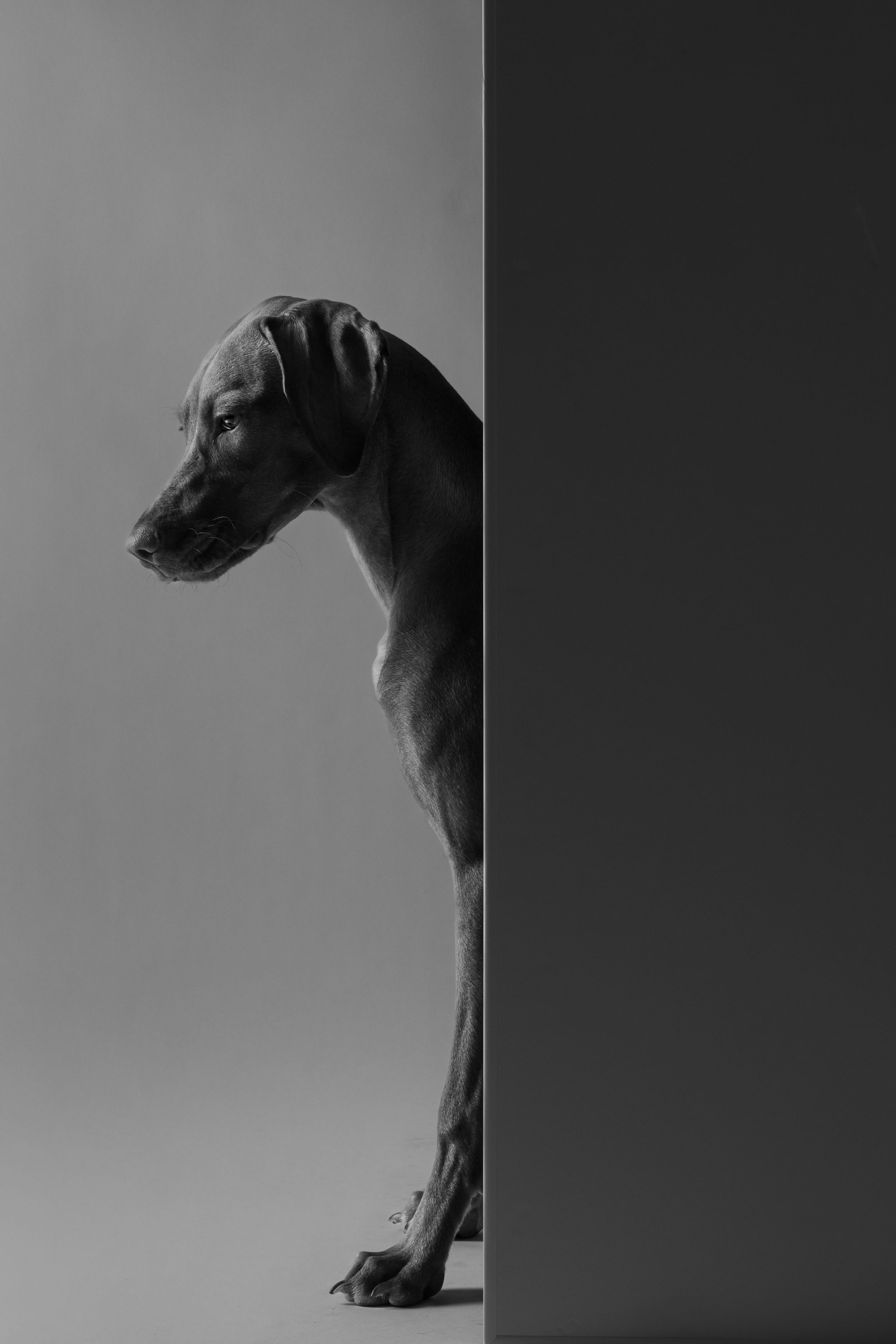 Black and white photo of an elegant Vizsla dog peeking around a dark wall divider in a studio setting.