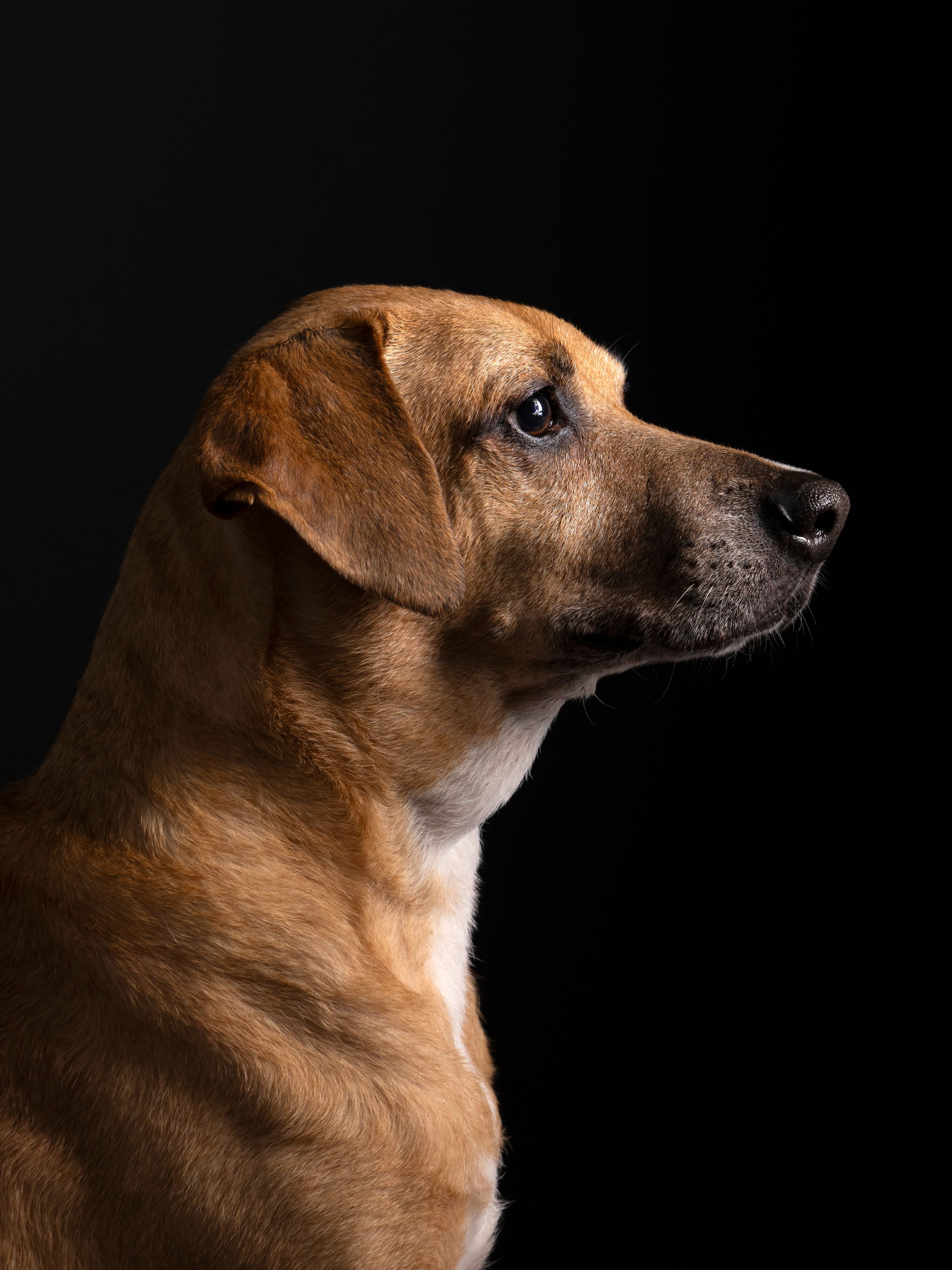 A regal brown Labrador dog poses in dramatic studio portrait lighting against a dark black background.