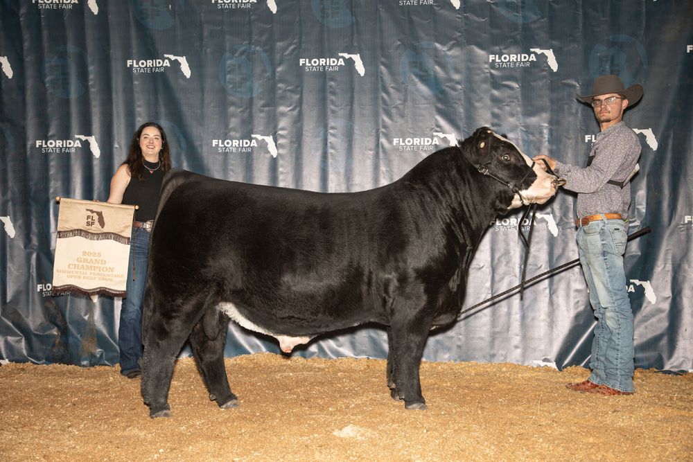 Black Angus bull shown at Florida livestock competition with handlers and award display in background.