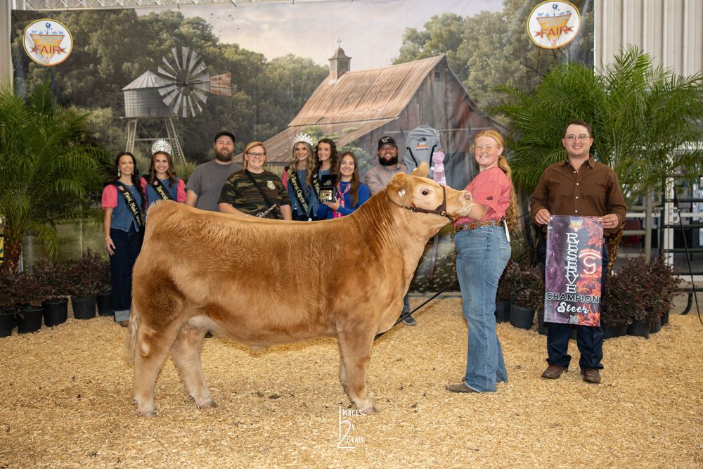Award-winning golden Limousin show cattle with handlers and judges at an indoor livestock competition fair.