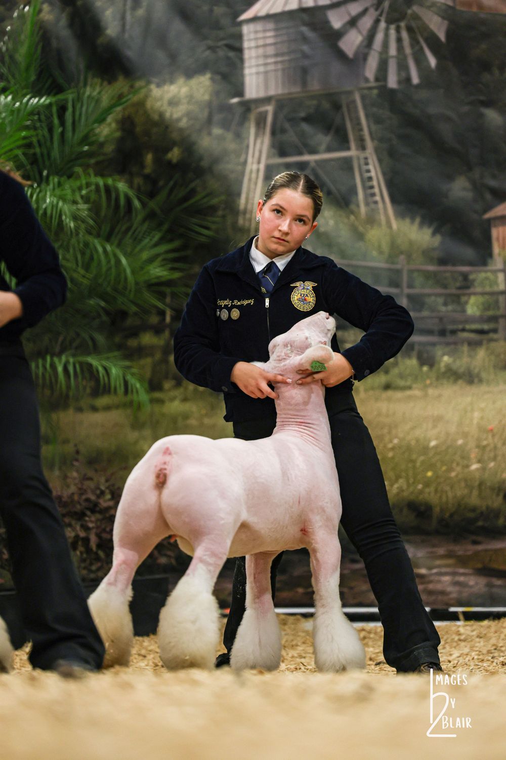 FFA member in black jacket proudly showing a freshly groomed lamb at a livestock competition.