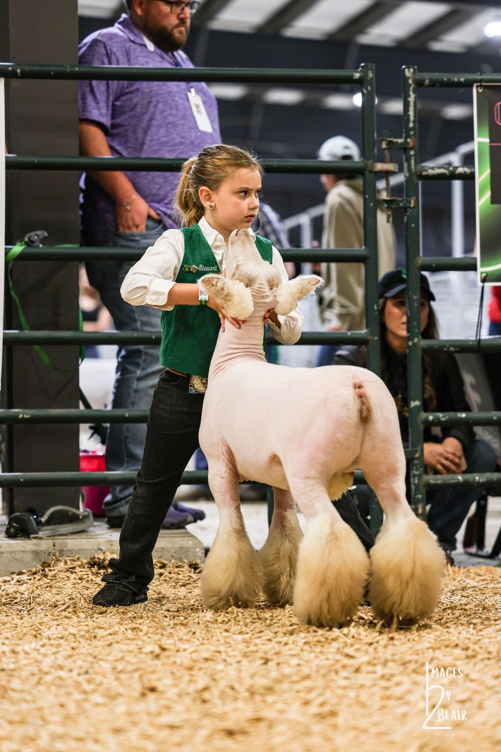 Young girl in green vest showing a white sheep at an indoor livestock competition on sawdust floor.