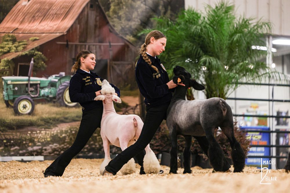 Two young women in black show attire lead a white and gray miniature horse at an indoor livestock show.