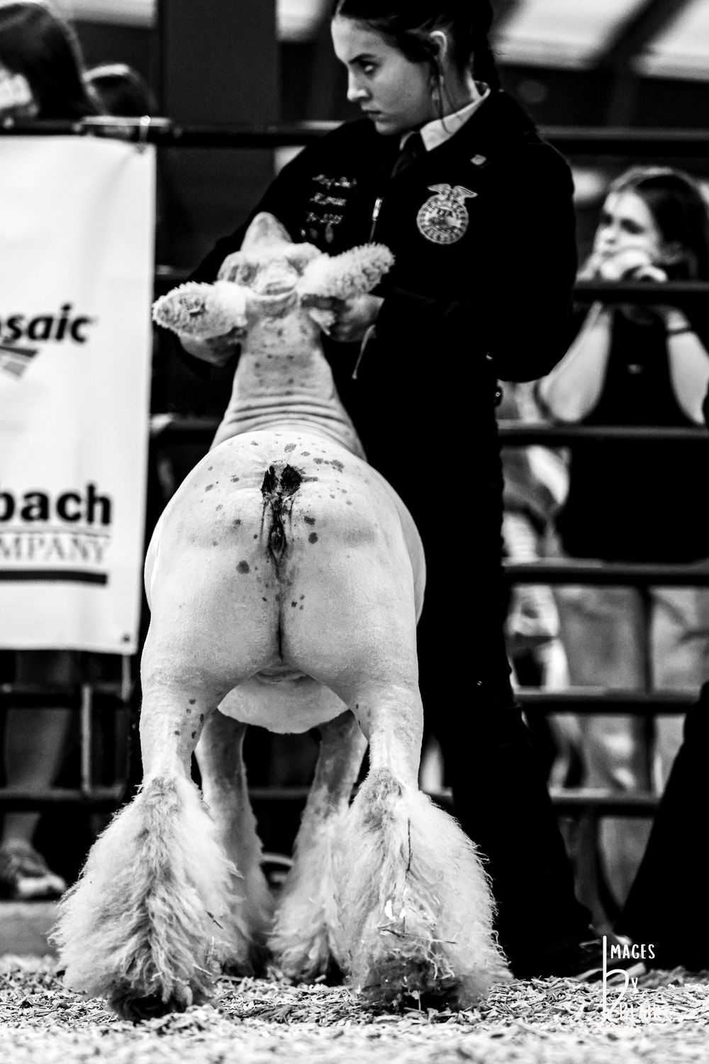 Black and white photo of FFA member showing a white sheep from behind at a livestock competition.