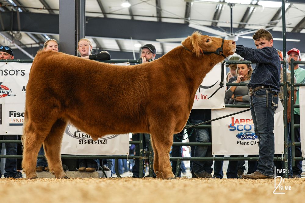 A large red Limousin bull being shown by a handler at a livestock competition in an indoor arena.