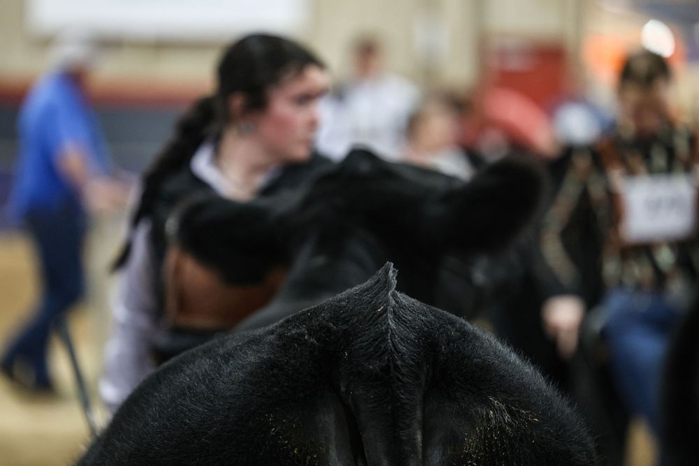 Black cattle being shown at an indoor livestock show with handlers and spectators in the background.