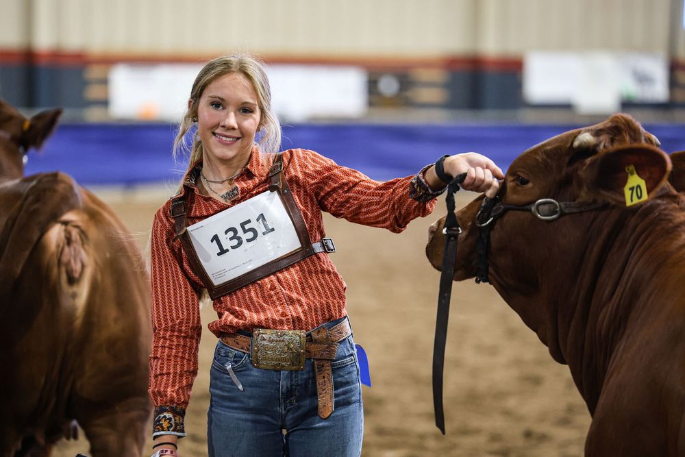 Young girl wearing number 1351 proudly showing a red Hereford cattle at an indoor livestock competition.