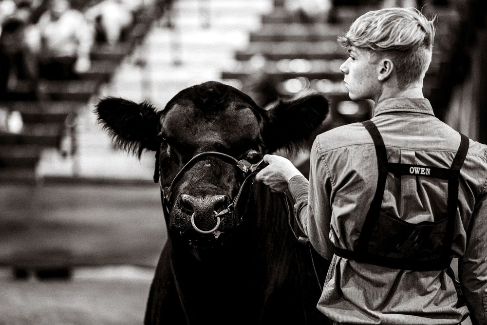 Young boy in black vest leads a black Angus cattle at a livestock show competition.