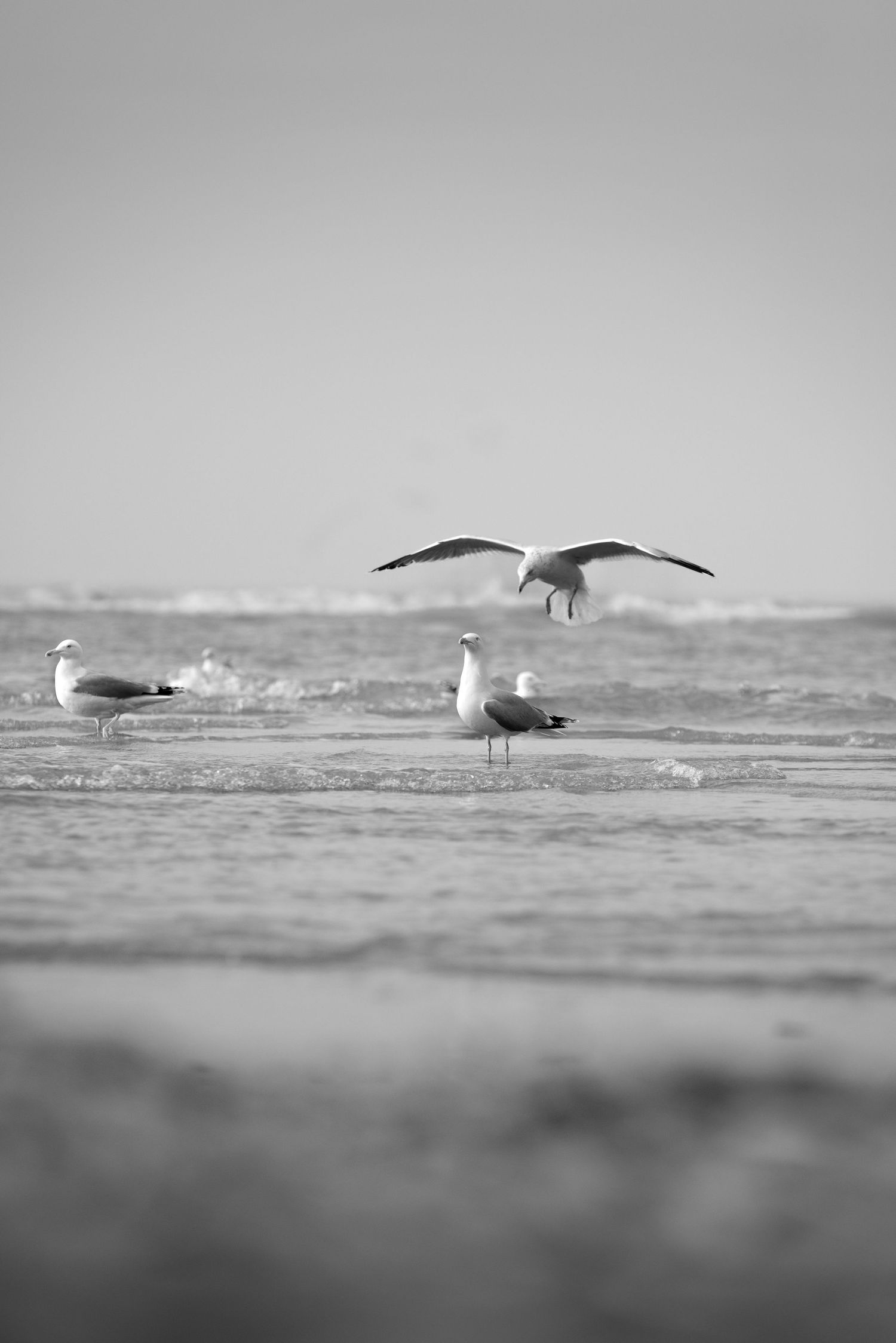 Black and white photo of seagulls on a beach, one in mid-flight with wings spread, waves crashing in the background.