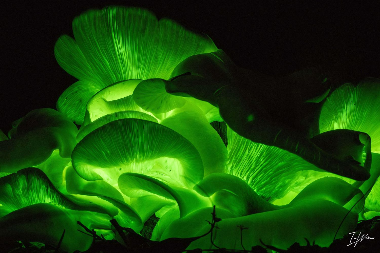 Ghost fungi