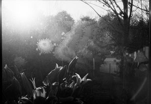 Black and white photo of garden plants with dramatic sunlight flare through a rainy window.