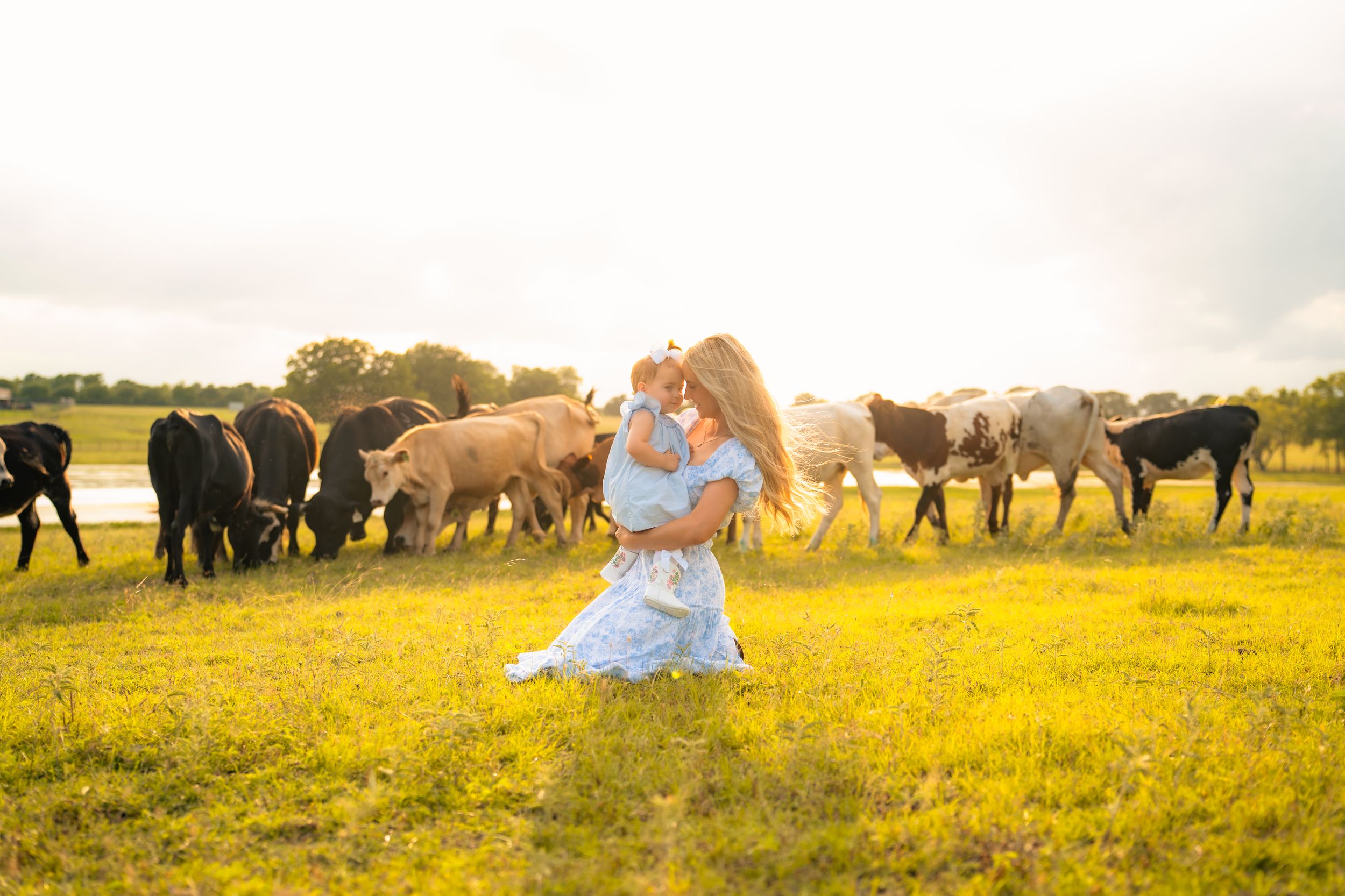 A romantic couple embraces in a golden field at sunset with a herd of cattle grazing in the background.