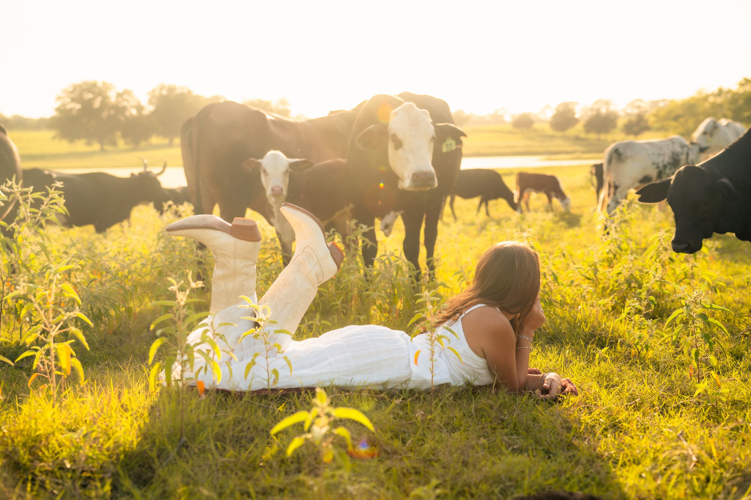 Someone lies in a sunny meadow at sunset surrounded by grazing cattle in a pastoral farm scene.