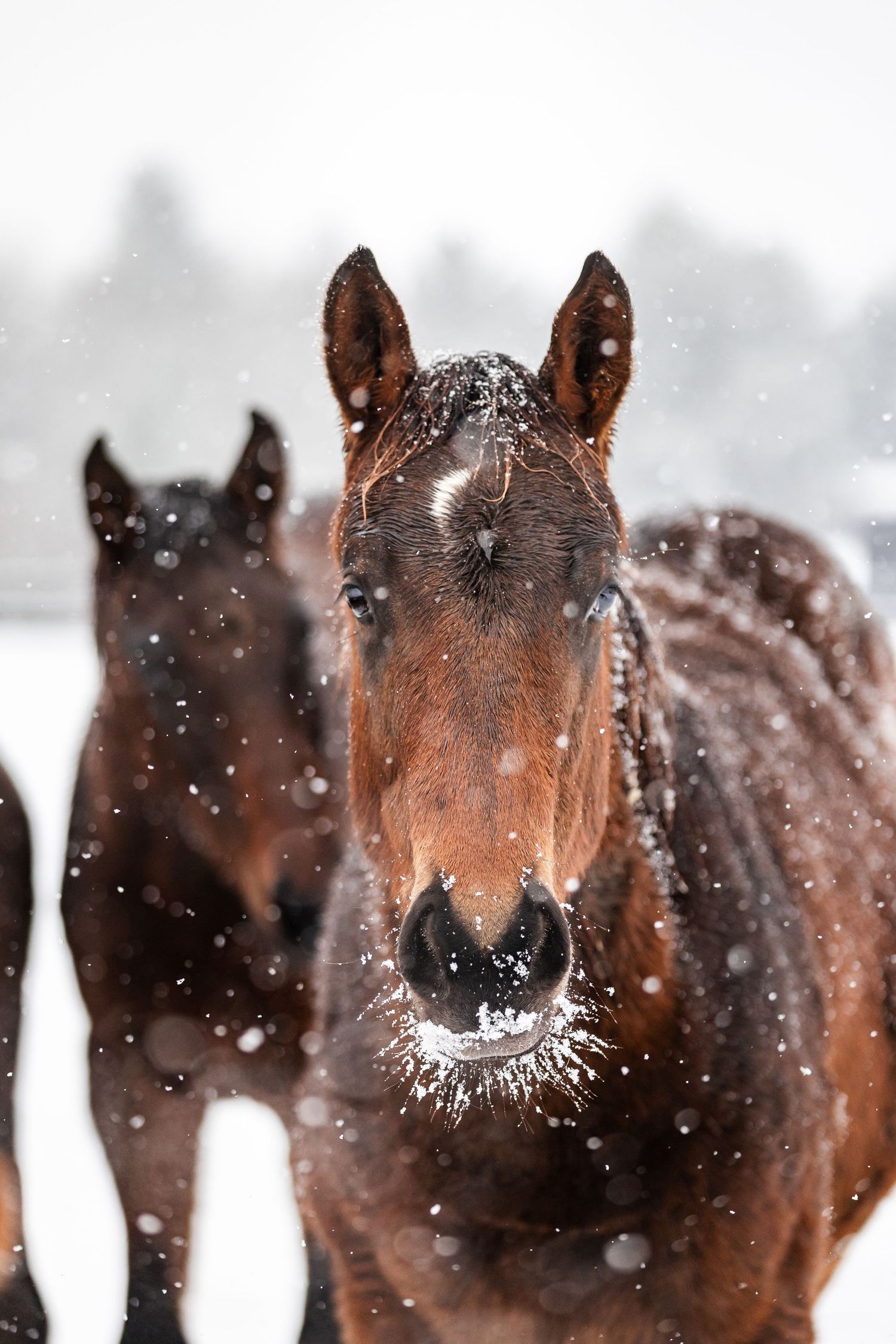 A bay thoroughbred horse stands in a snowy field, with snowflakes falling around its face at Thirty Year Farm in Saratoga Springs, NY.