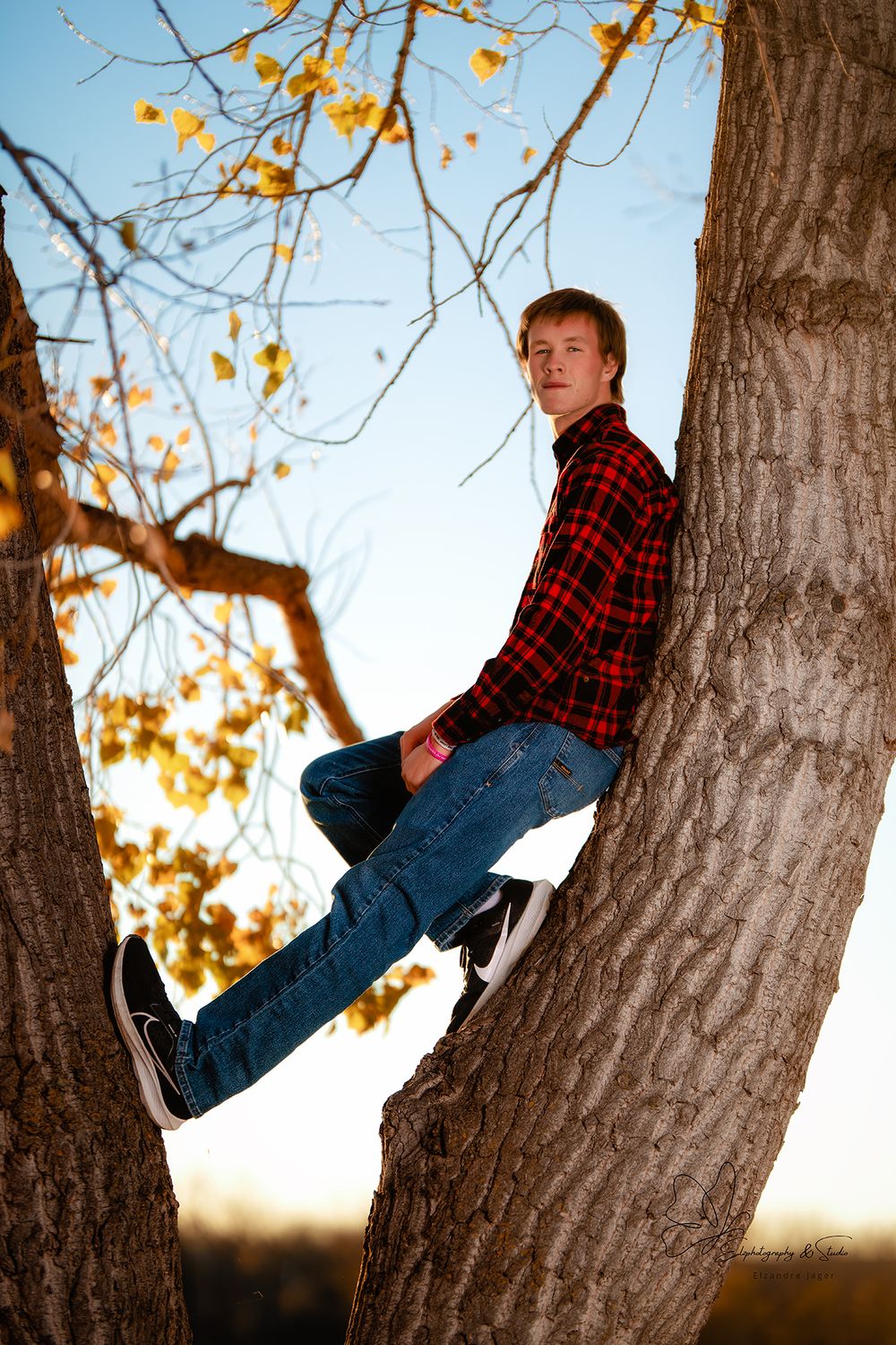 Series of shots showing person in plaid shirt climbing tree with autumn leaves in Williston, North Dakota.
