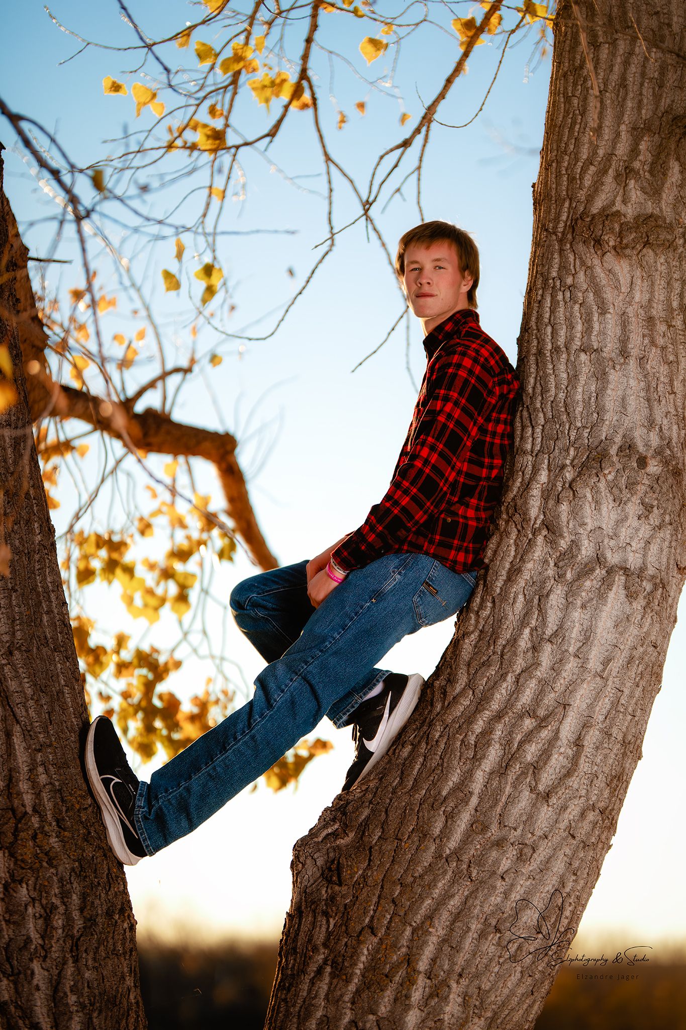 Series of shots showing person in plaid shirt climbing tree with autumn leaves in Williston, North Dakota.