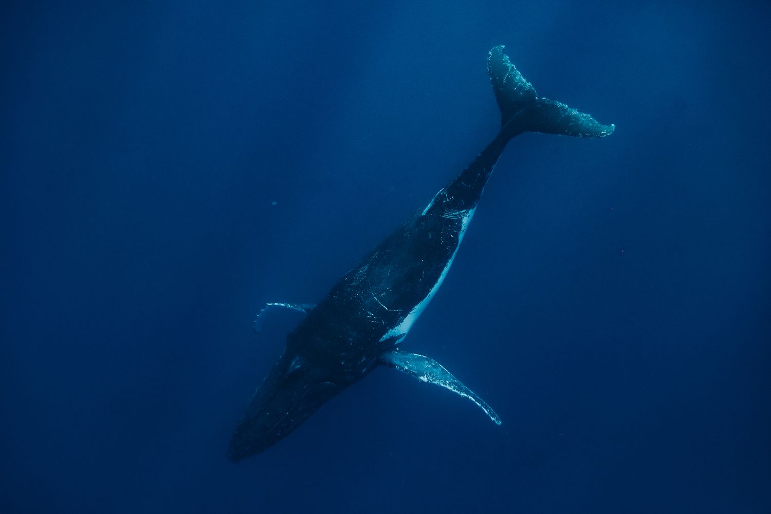 A majestic humpback whale glides gracefully through deep blue ocean waters, viewed from above in stunning underwater photography.