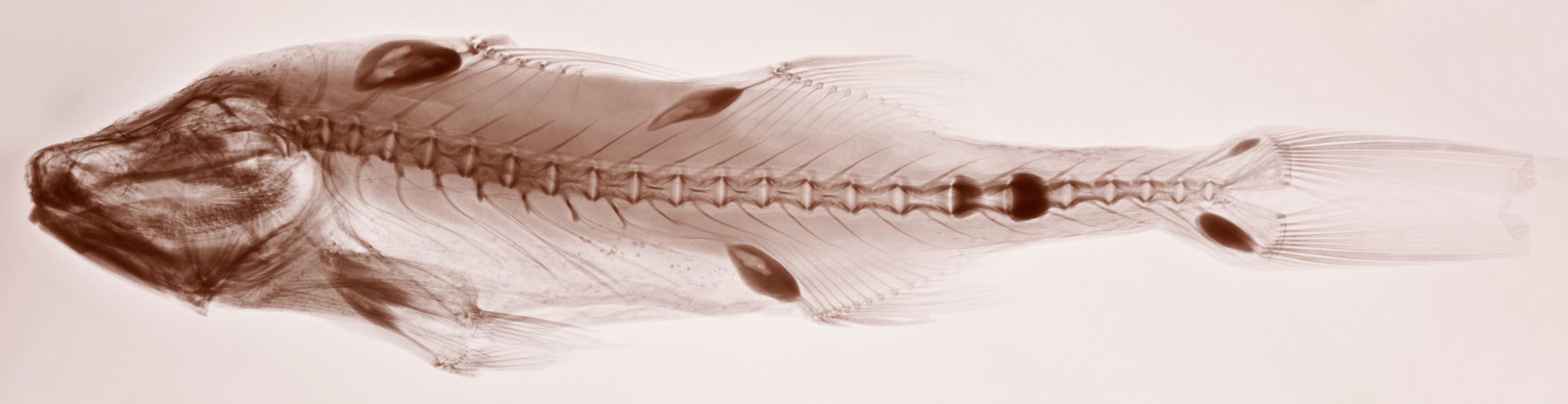 X-ray scan showing the skeletal structure of a fish in sepia tones.