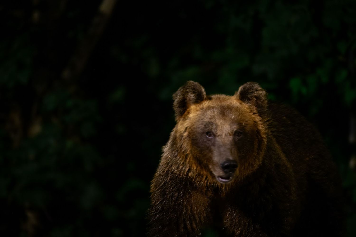 A brown bear in a forest environment gazes directly at the camera with an intense expression.