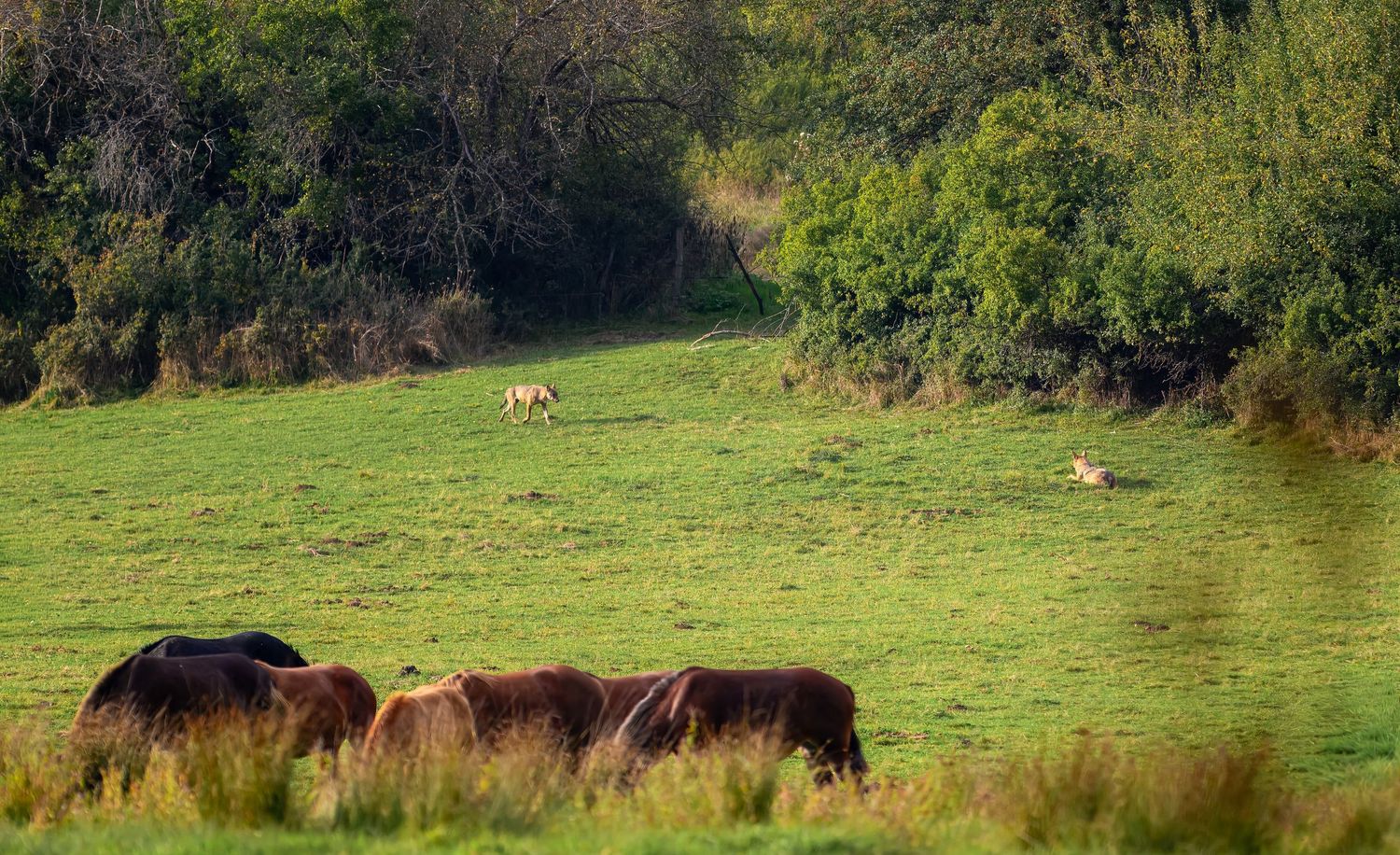 A panoramic view of grazing horses in a lush green meadow bordered by trees and forest.