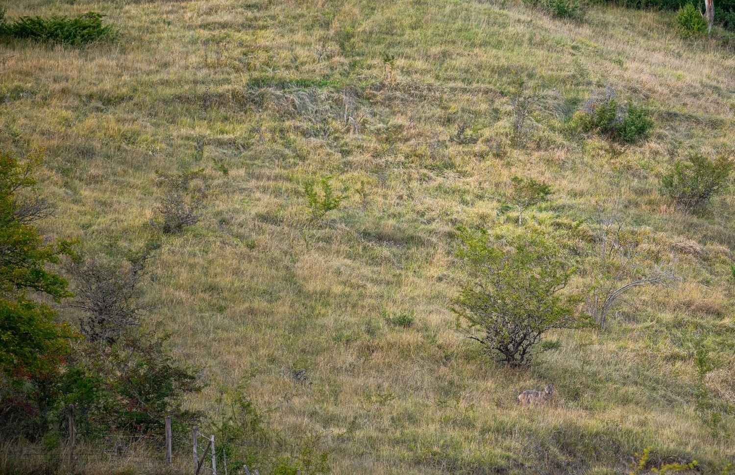 A series of panoramic views showing a dry, grassy hillside with scattered vegetation and trees in the distance.
