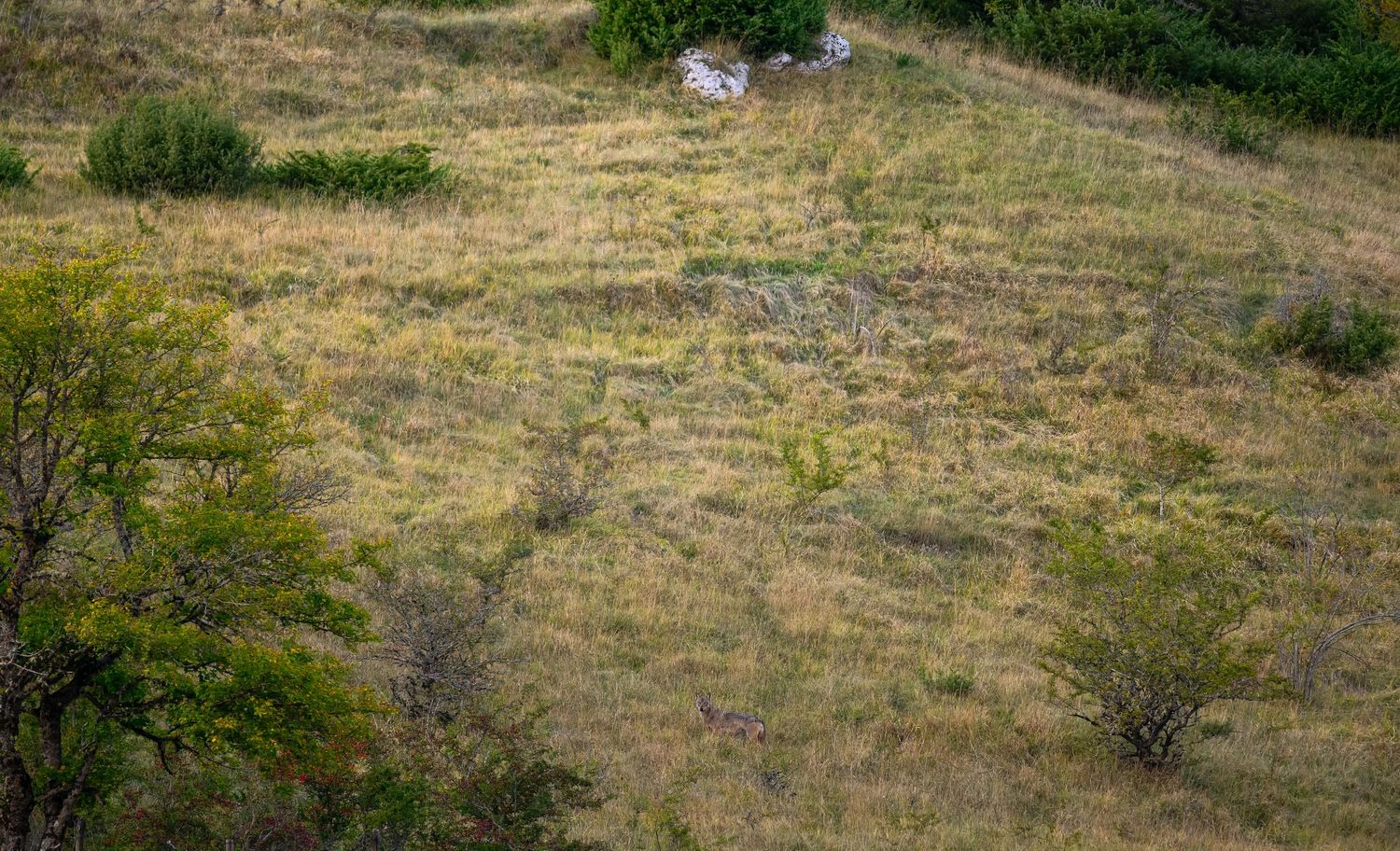 A dry grassy hillside with scattered shrubs and vegetation in a rural landscape.