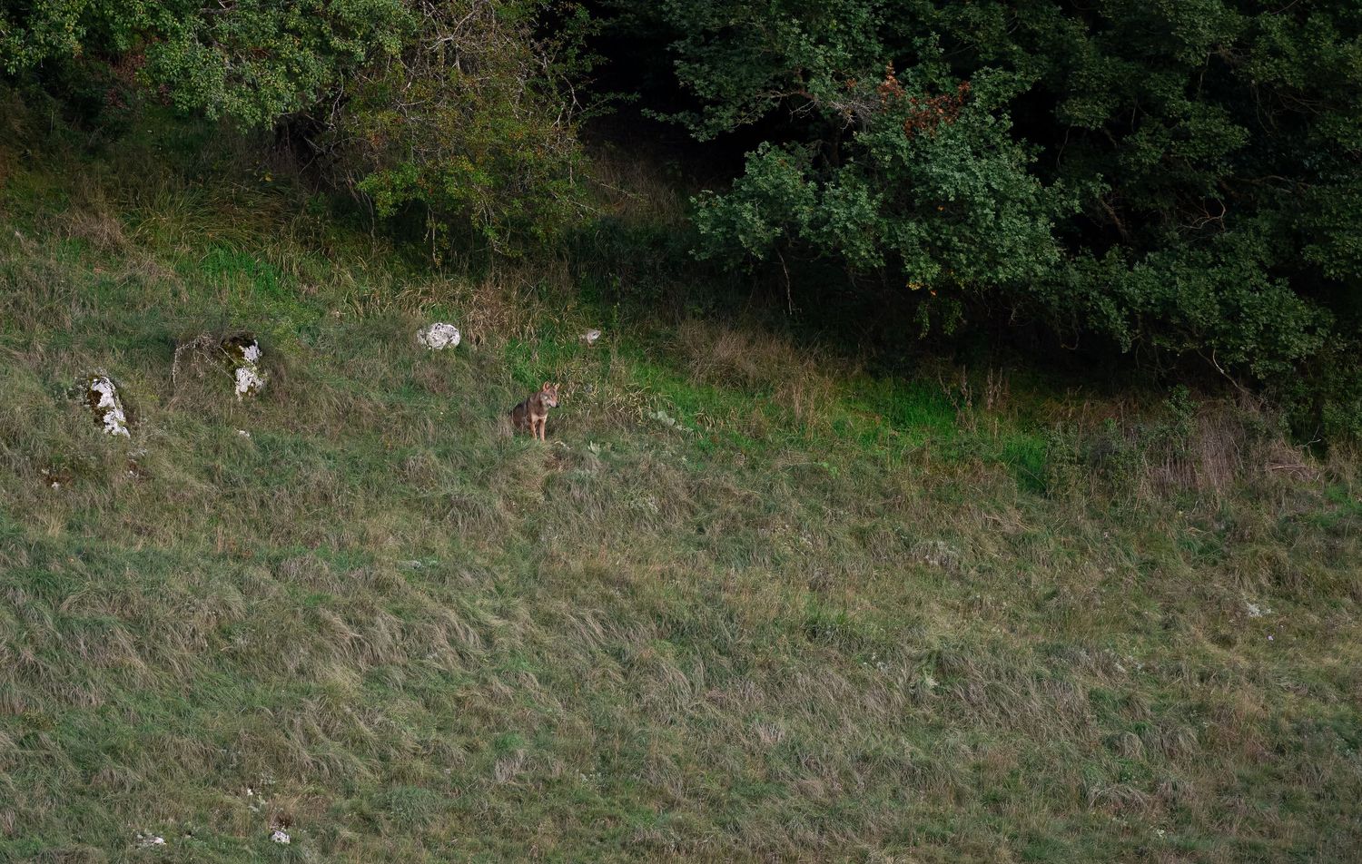 Deer grazing on a grassy hillside near the edge of a wooded area.