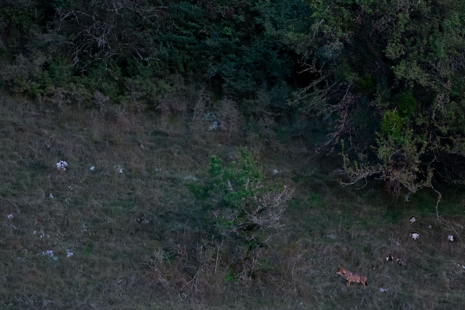 A series of seven similar dark green hillside or slope images arranged in a horizontal row.
