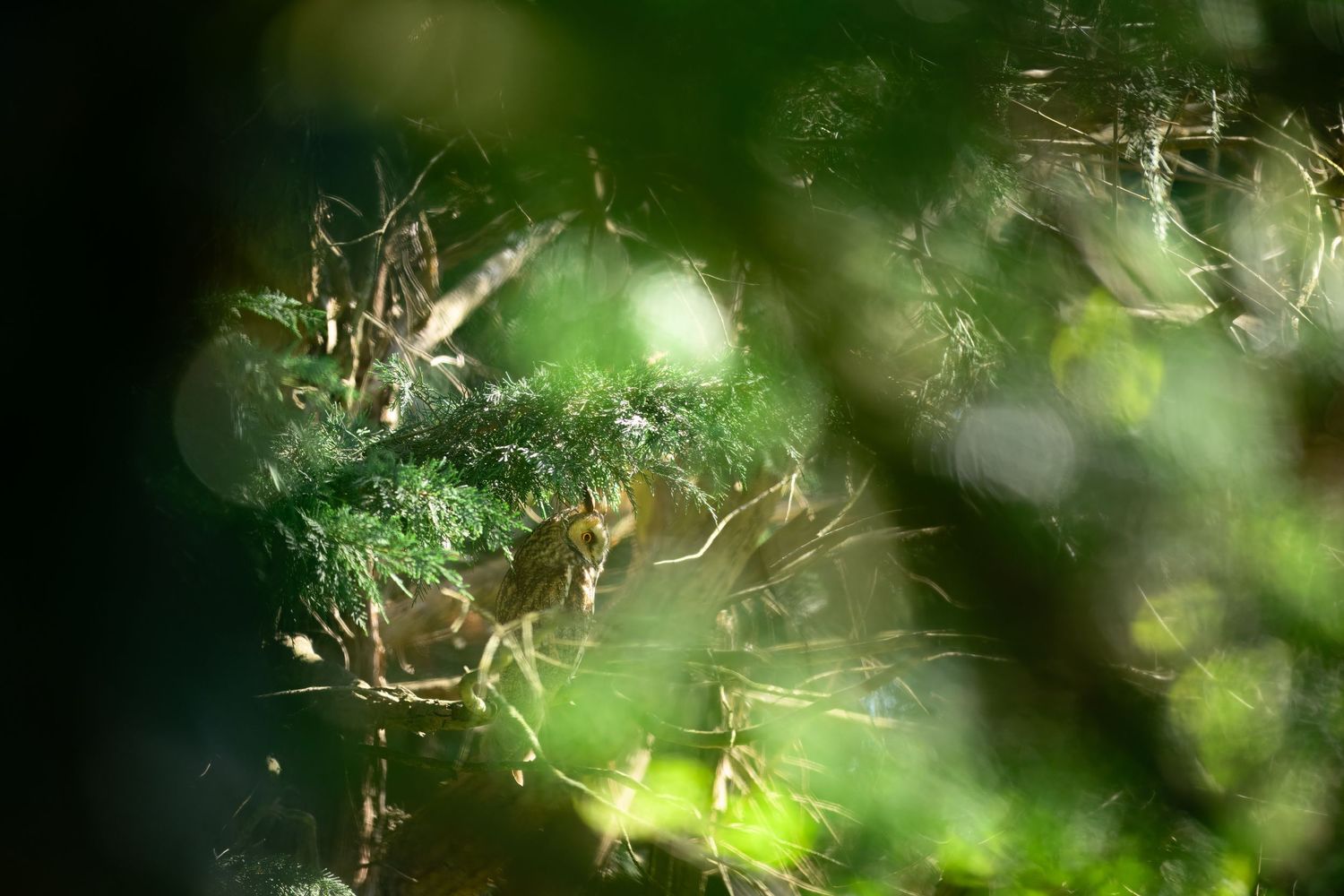 Close-up view of a tiny spider building an intricate web between green leaves in natural sunlight.