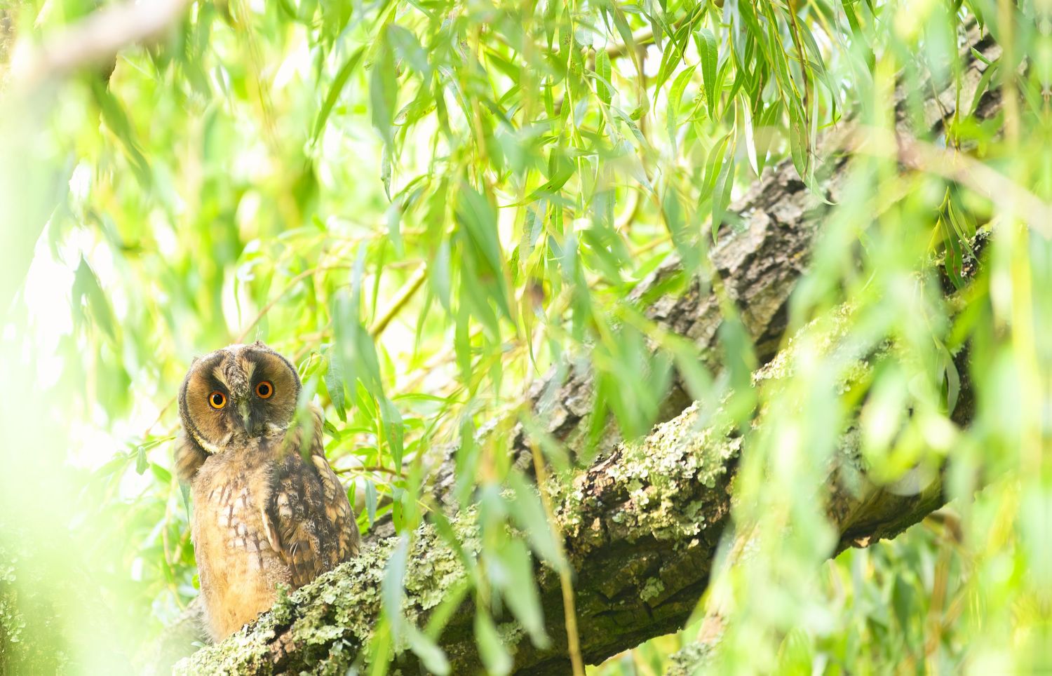 A long-eared owl perches among green willow branches in soft natural lighting.