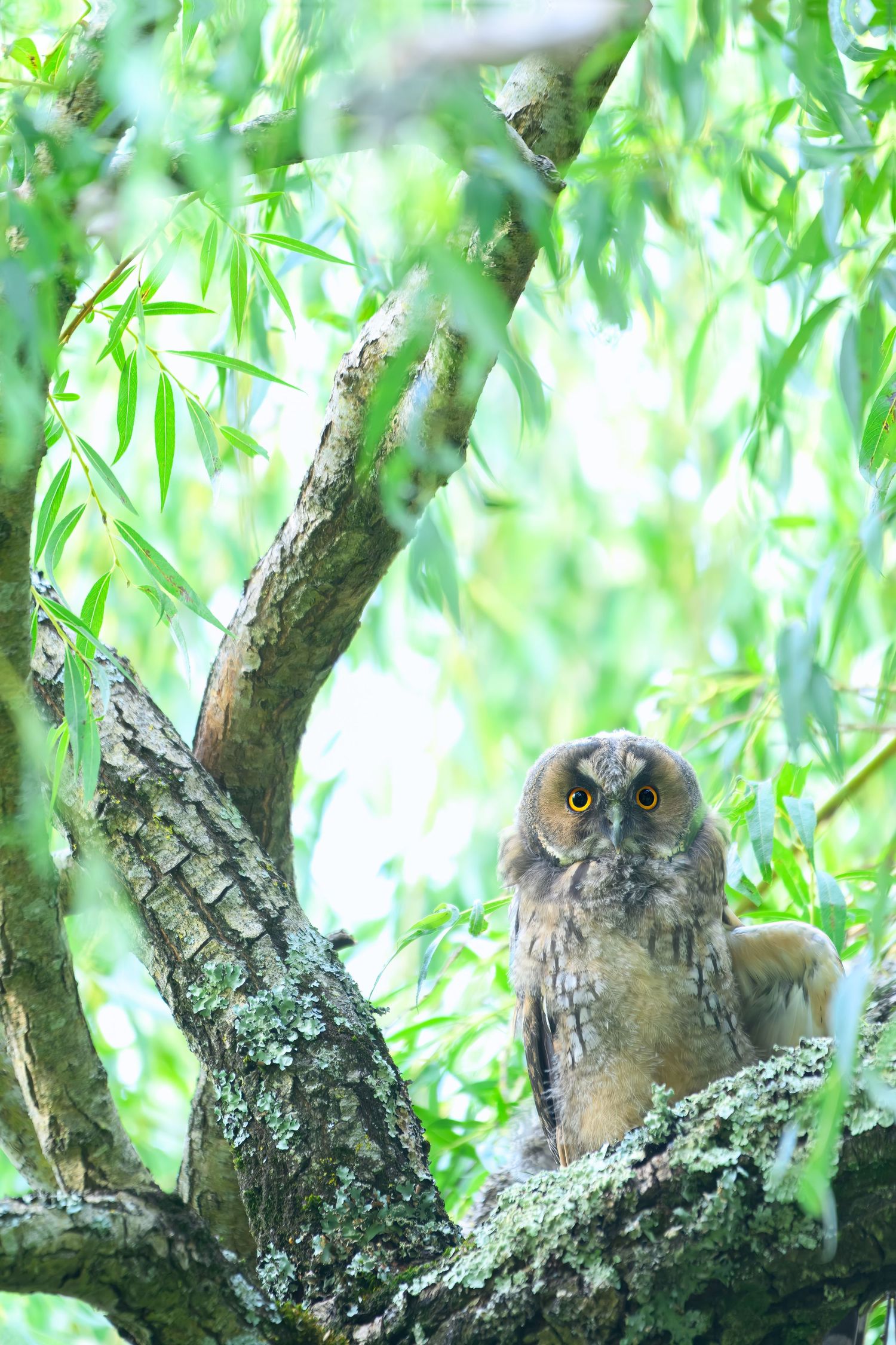 A Long-eared owl perches alertly in a willow tree with bright green foliage in the background.