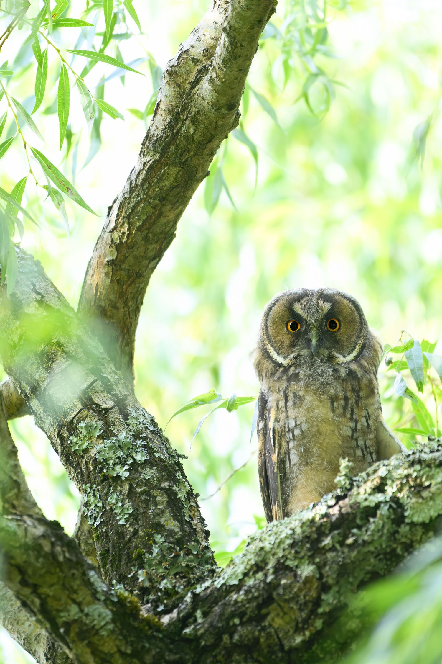 A Long-eared Owl perches on a mossy tree branch among green willow leaves in a natural woodland setting.