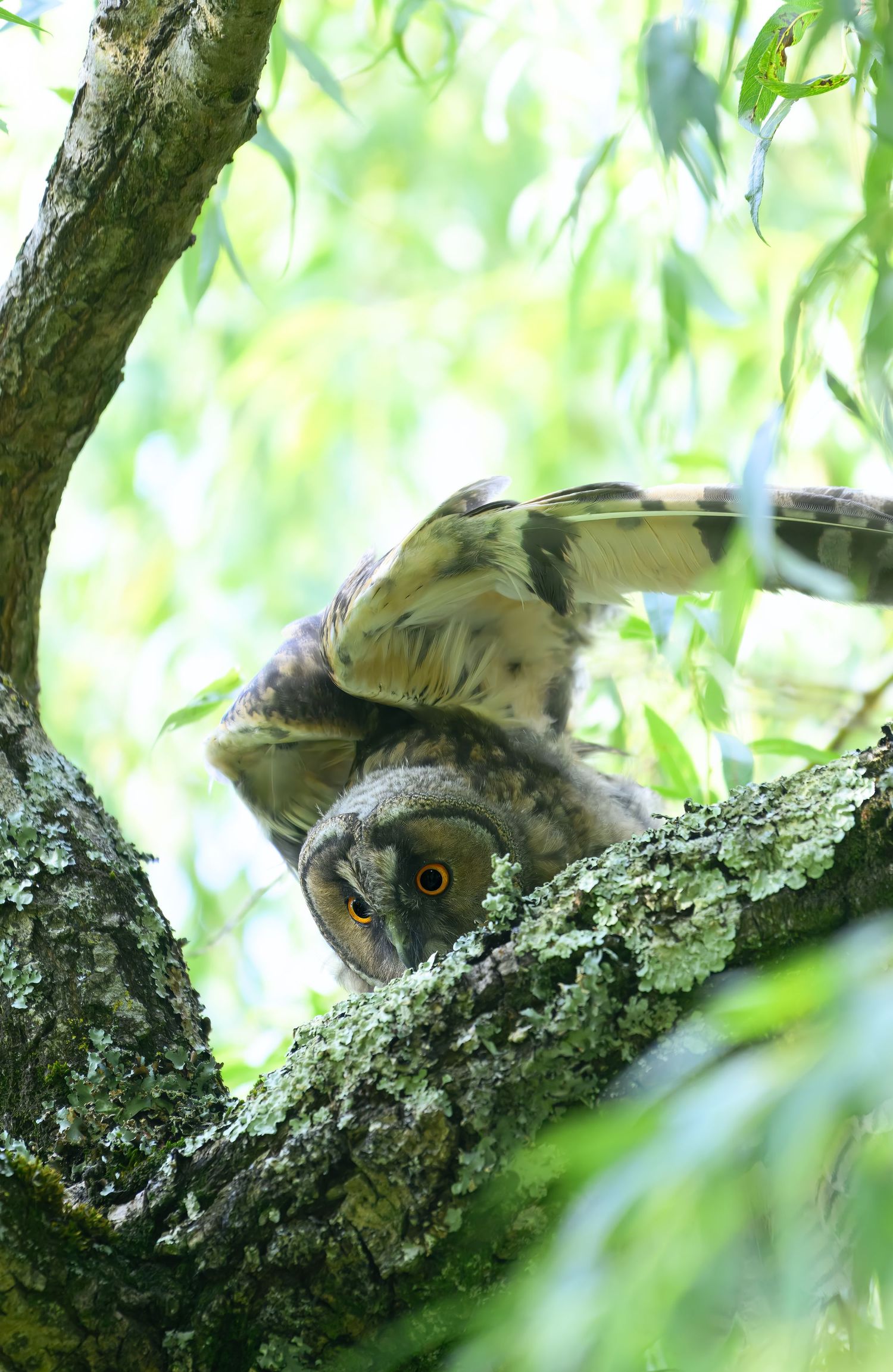 A great horned owl rests camouflaged in a tree hollow covered with lichen and moss.