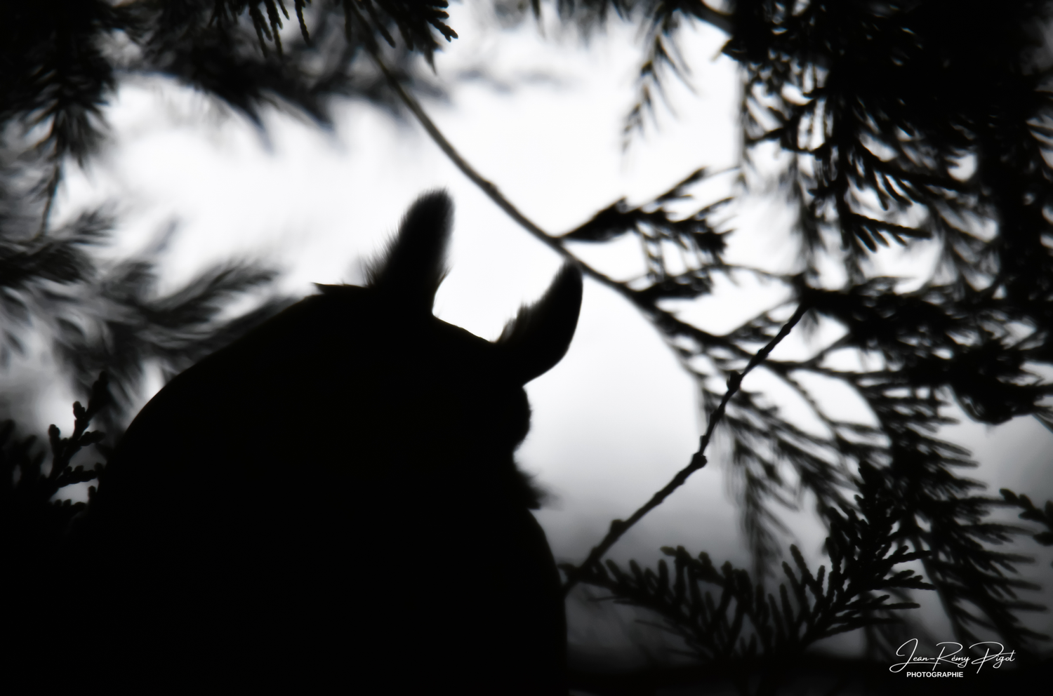 Black and white silhouette of a bird perched on a tree branch against a cloudy sky background.