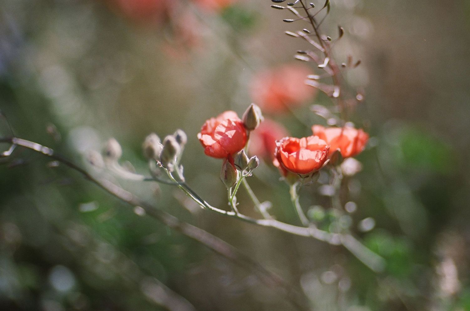 Delicate pink and coral roses bloom on thin branches against a soft blurred natural background.