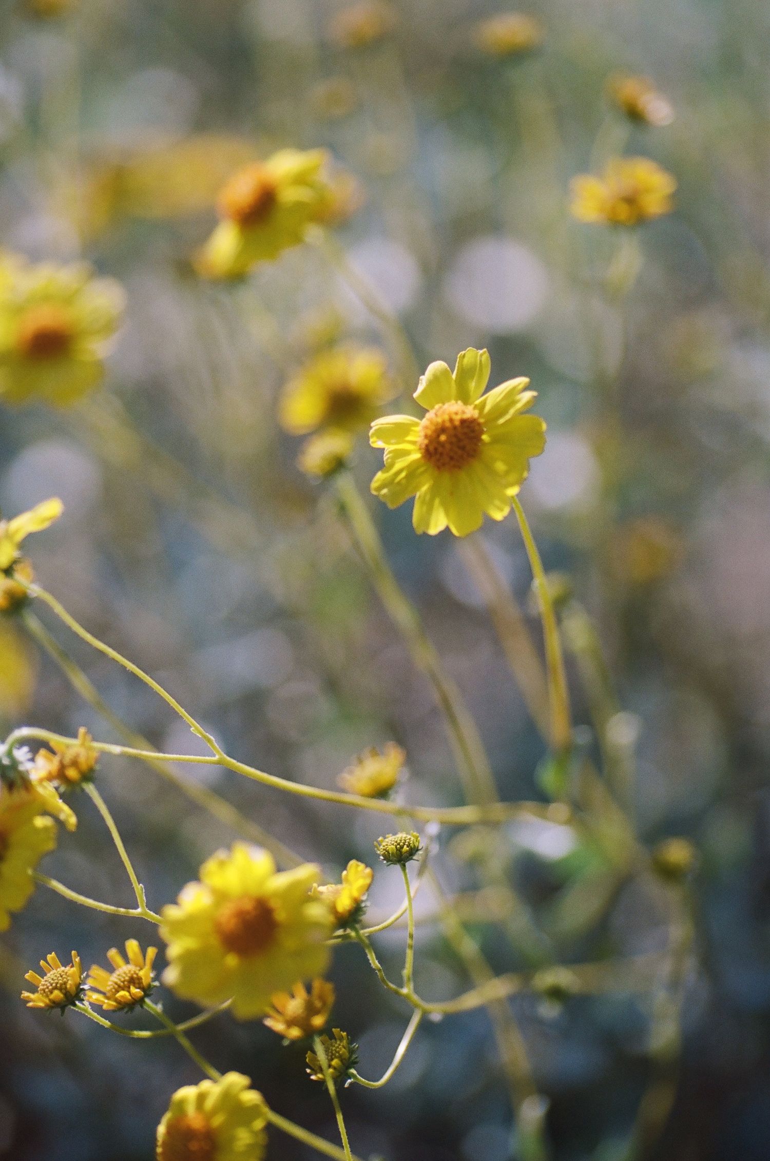 Yellow wildflowers blooming in a meadow with soft bokeh background effect in natural sunlight.