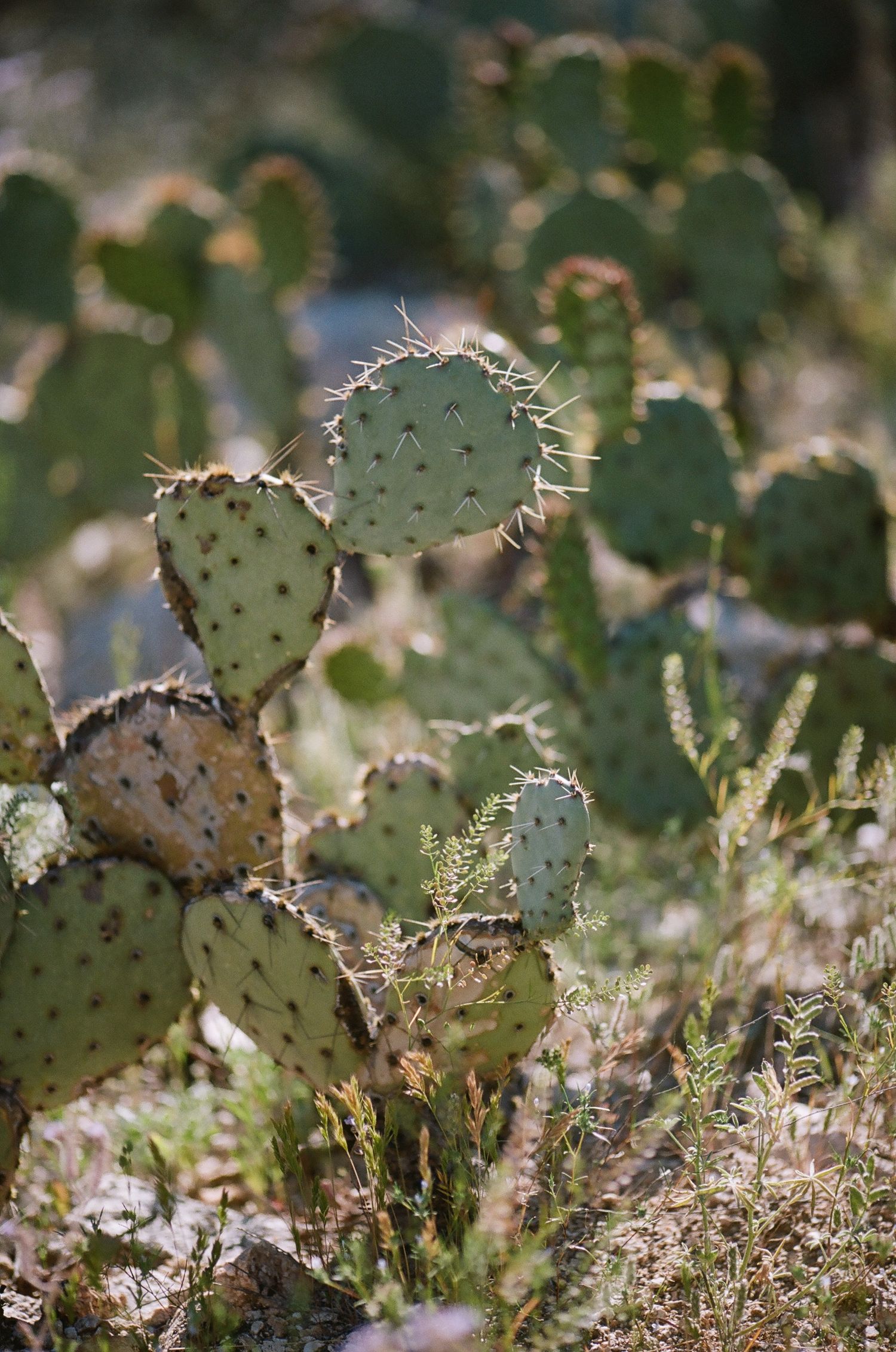Prickly pear cactus pads growing in a desert landscape with soft natural lighting and shallow depth of field.