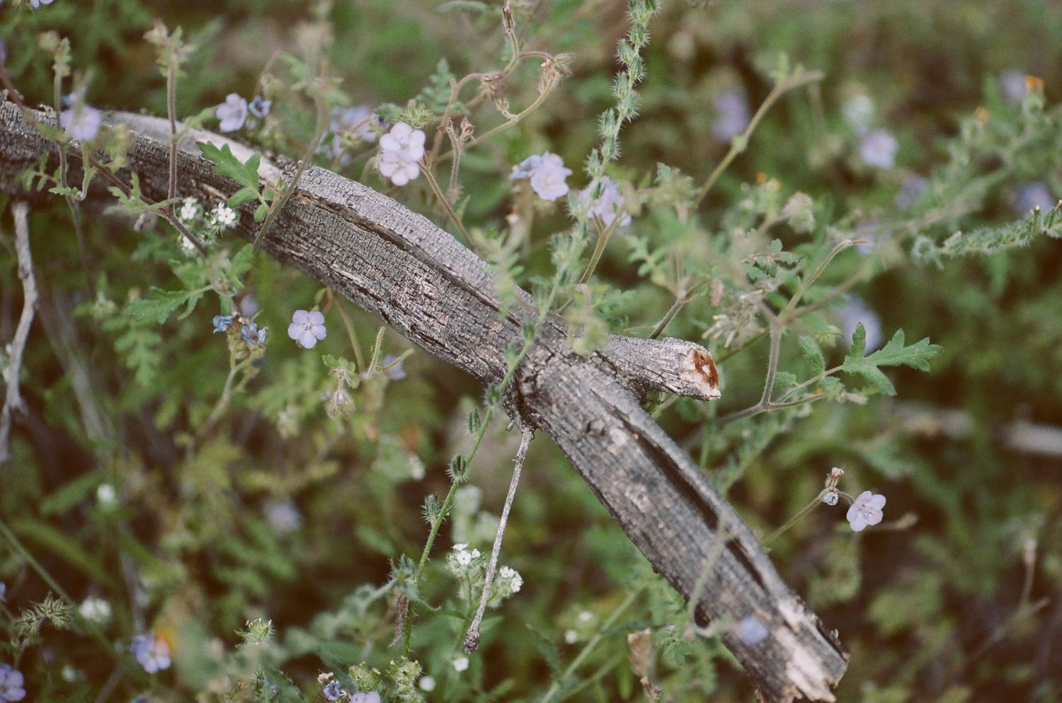 Delicate pink flowers bloom on thin branches against a soft blurred natural background.