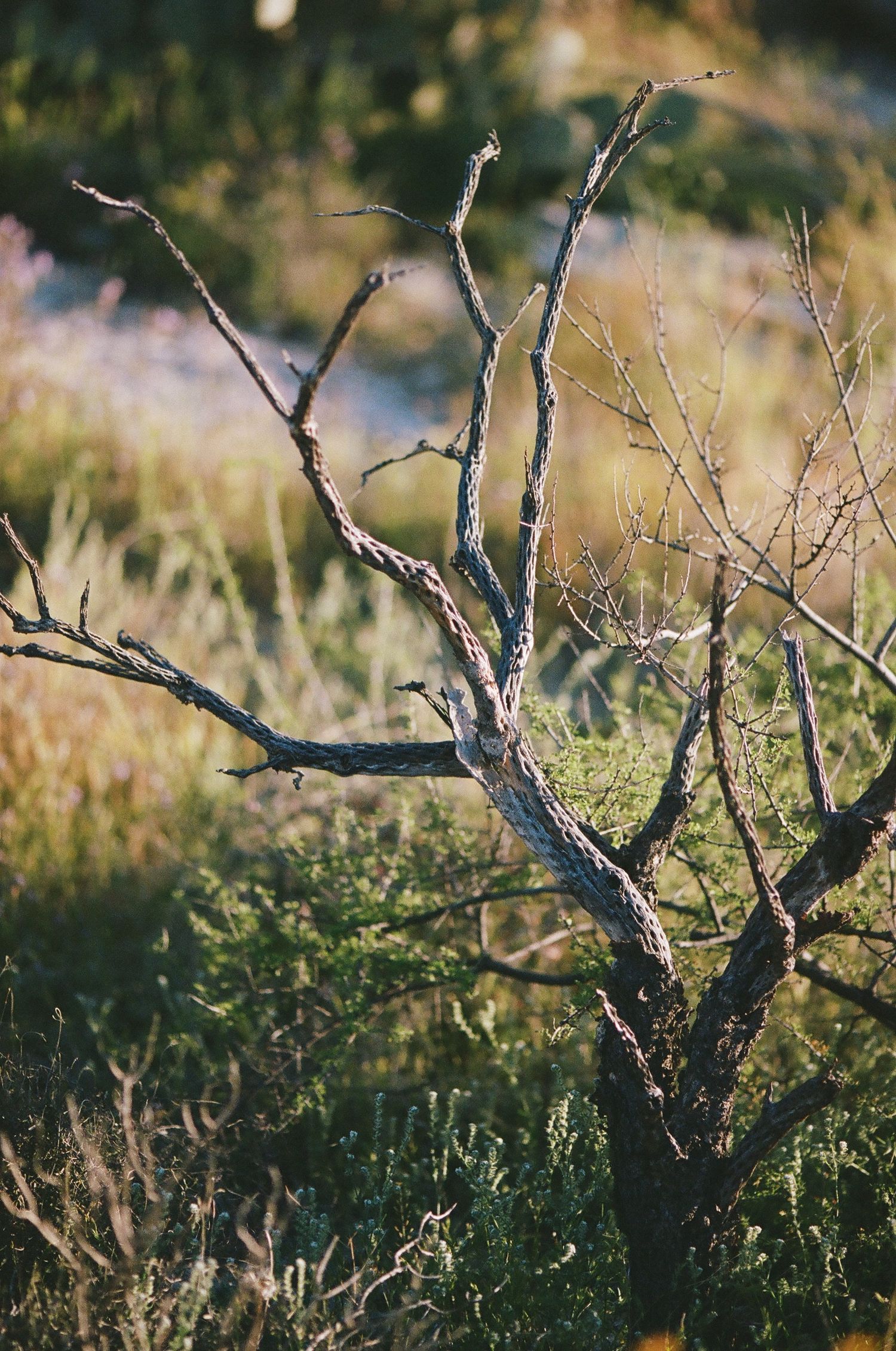 A series of bare tree branches against a blurred natural background in warm evening light.