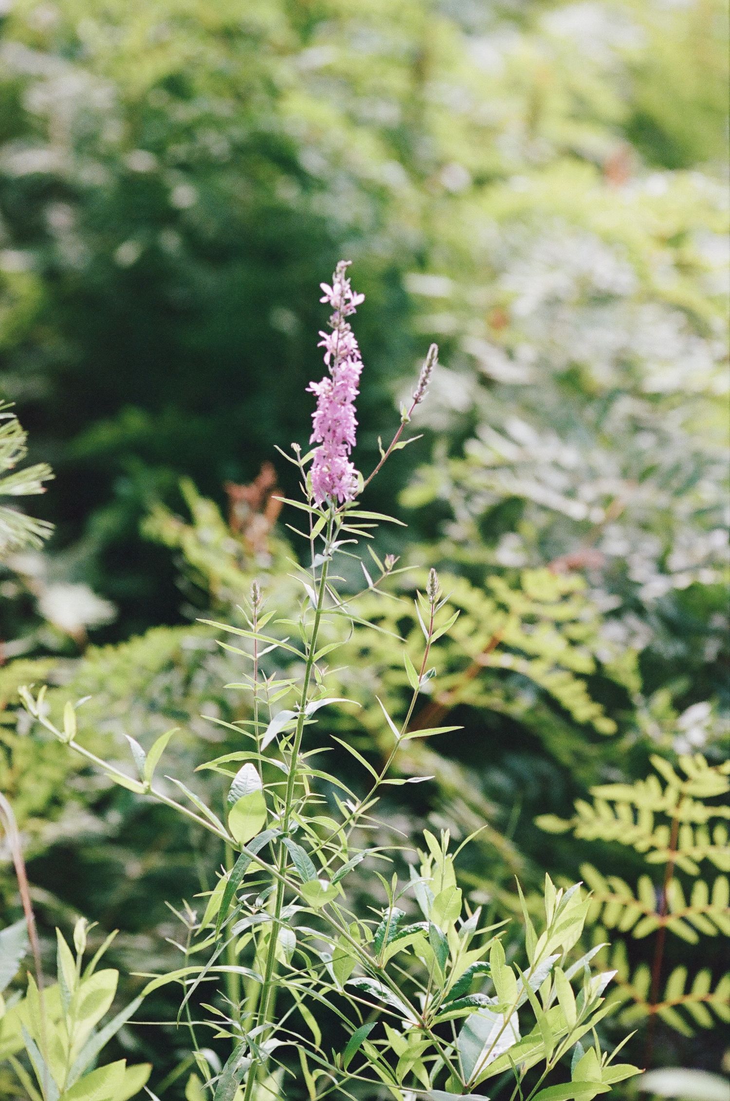 Pink flowering plants emerge from lush green foliage in a garden setting.