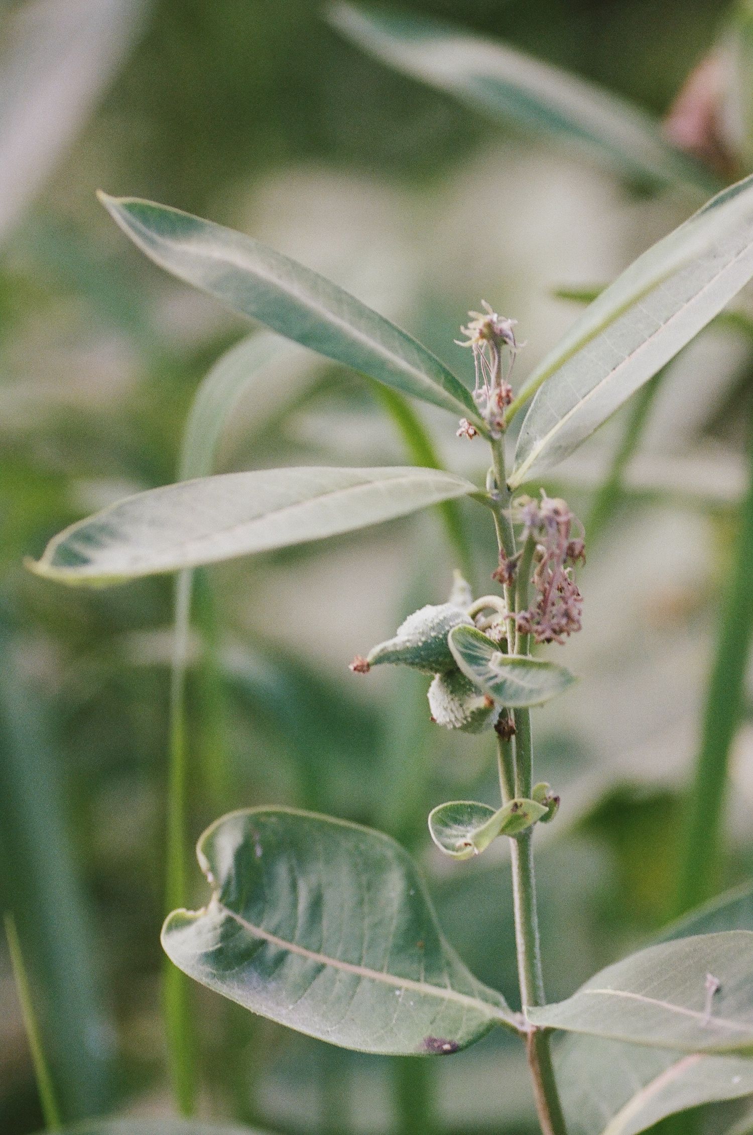 Close-up macro photograph of a green milkweed plant with delicate white leaves and small flower buds in soft focus.