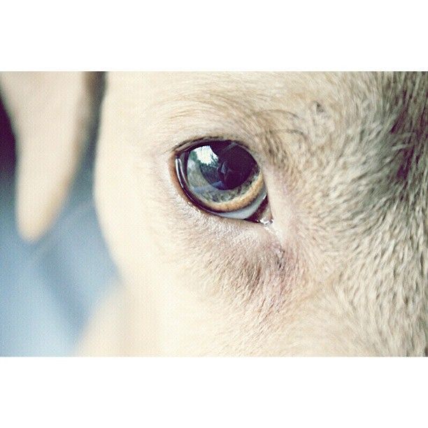 Detalle del ojo del primer perro que tuvo Monica Prytz