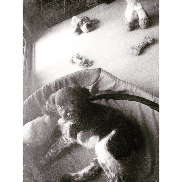 Recuerdo de Milko cachorro en blanco y negro