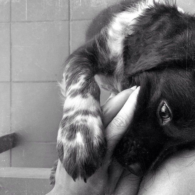 Milko apoyando la cabeza con mirada tierna