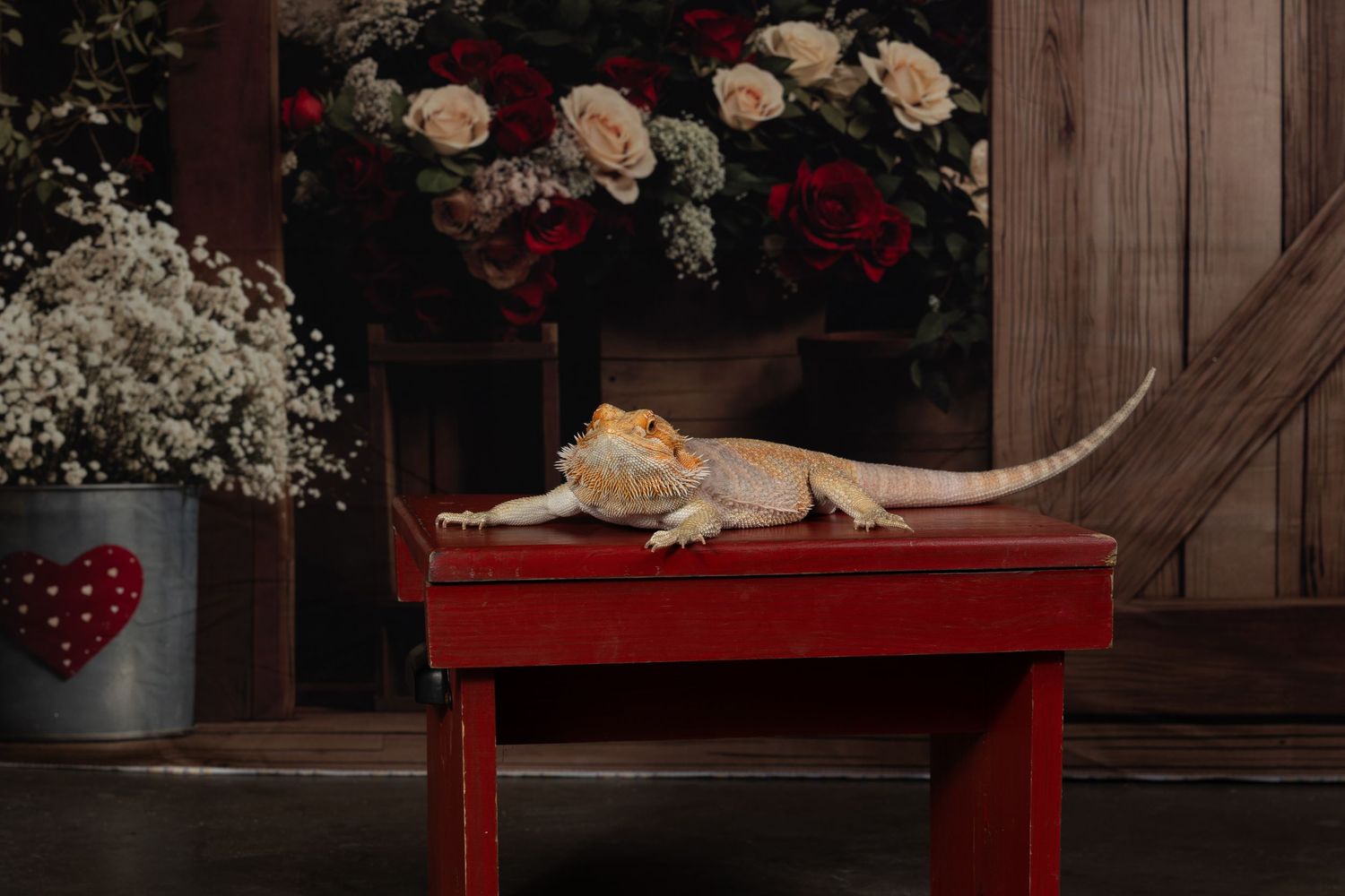 A white cat lounges gracefully on a red wooden bench surrounded by flowers and rustic decor.