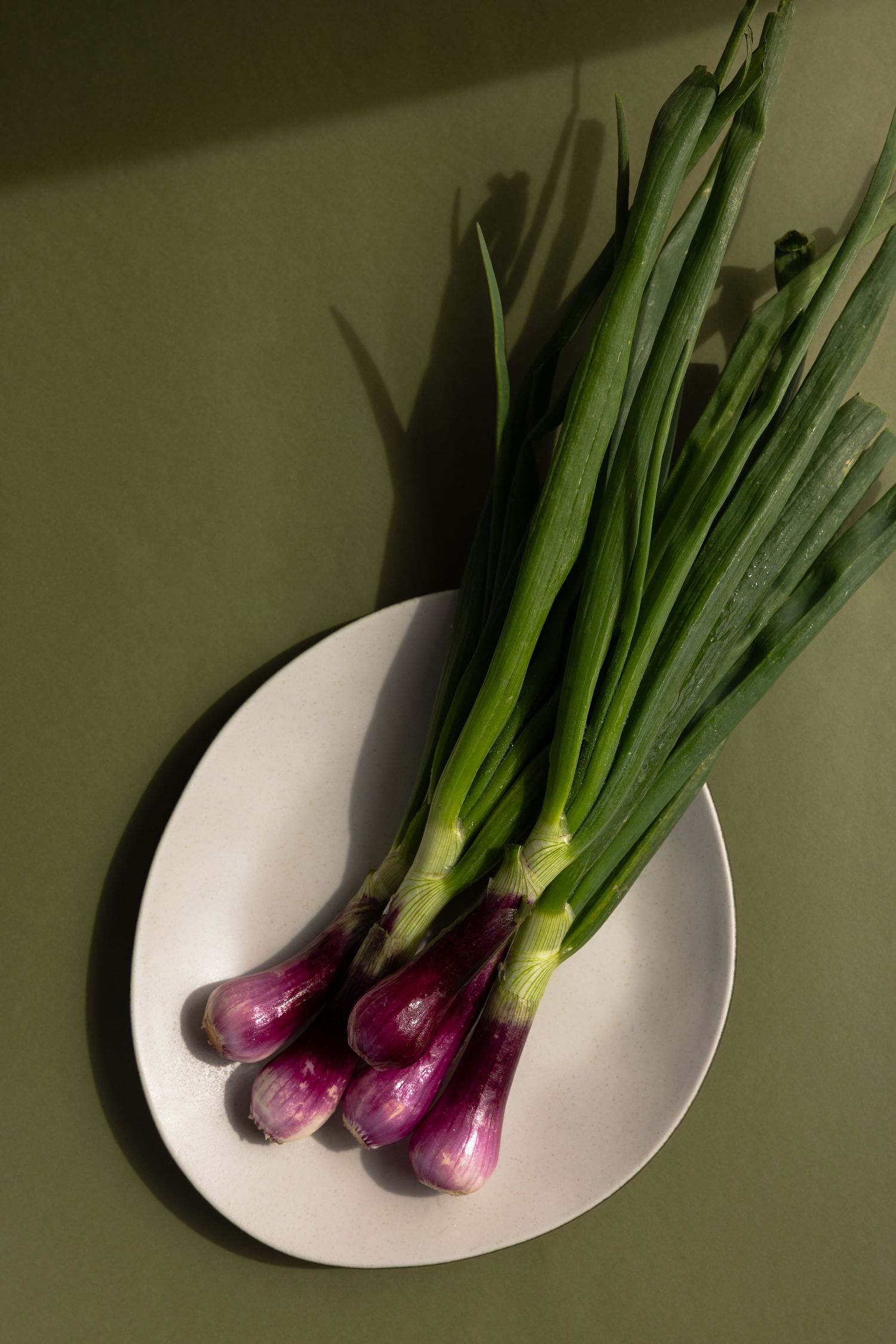 Purple spring onion, dramatic lighting