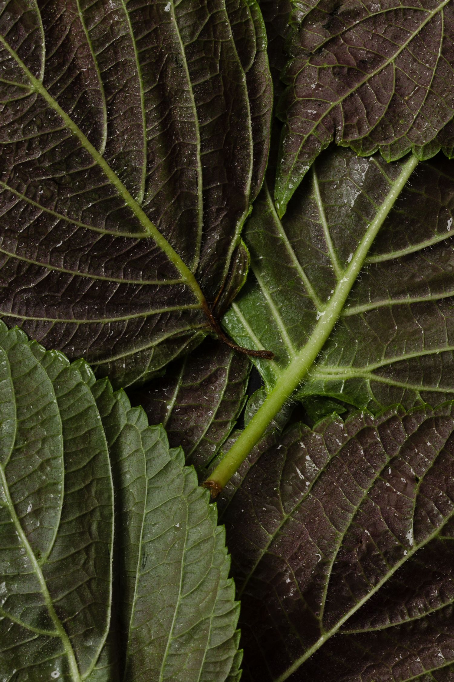Sesame Leaves, Macro, Moody, Fresh Greens, Veins, Water Droplets